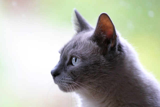 Is there pet insurance in the US