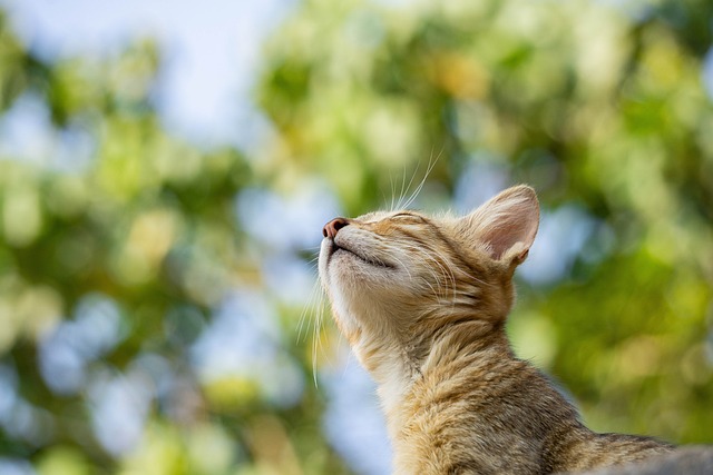 What is the first pet in America to be insured