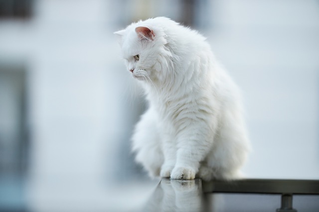 How much is pet insurance in New York