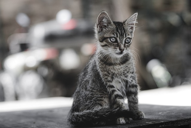 How much is pet insurance in California