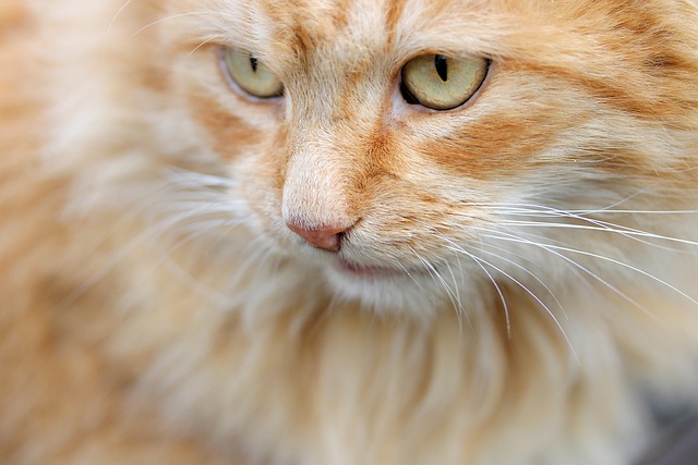 What is the most popular pet insurance