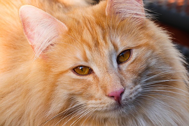 How much is pet insurance in Illinois