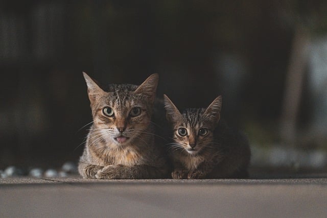 How much does pet insurance cost in Texas
