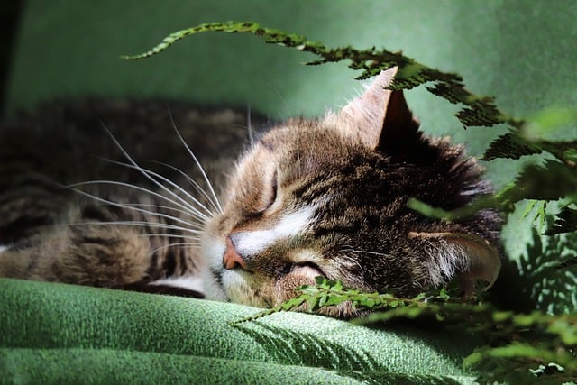 Do all vets take pet insurance in Texas